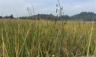 坟头长草打药好吗 祖坟可以喷除草剂吗