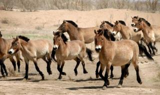 青海野生动物园门票多少 西宁市野生动物园