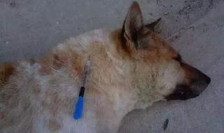 白天是狗晚上是丈夫 白天是狗晚上是丈夫